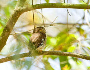 Colimadwerguil, Colima Pygmy-Owl, Glaucidium palmarum