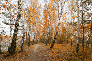 birch grove by the lake in autumn at dawn