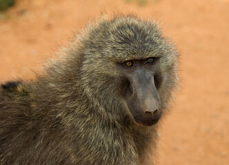 Olive Baboon, Groene Baviaan, Papio anubis