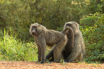 Olive Baboon, Groene Baviaan, Papio anubis