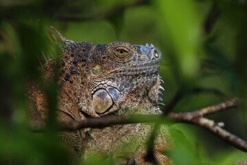 iguana on a branch