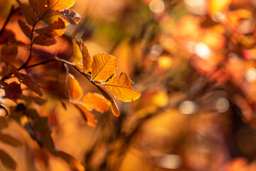 Naklejka na ściany i meble Autumn leaves on the sun. Fall blurred background.