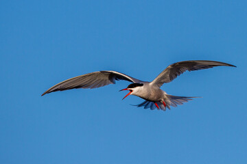 Flußseeschwalbe (Sterna hirundo)