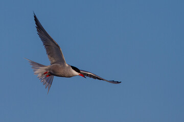 Flußseeschwalbe (Sterna hirundo)