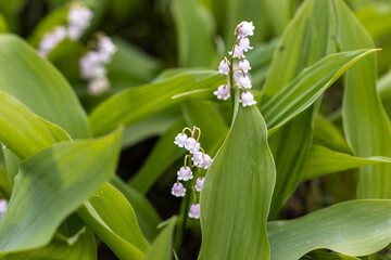 White lily of the valley flower. Detailed macro view.