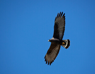 Zwarte Buizerd, Common Black-hawk, Buteogallus anthracinus