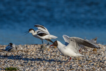 Lachmöwe (Larus ridibundus)