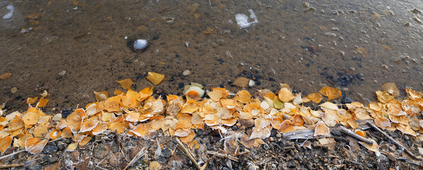 birch grove by the lake in autumn at dawn