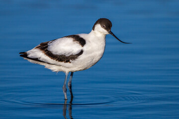 Säbelschnäbler (Recurvirostra avosetta)
