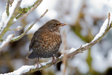 Merel, Eurasian Blackbird, Turdus merula