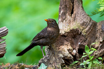 Merel, Common Blackbird, Turdus merula