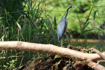 great blue heron