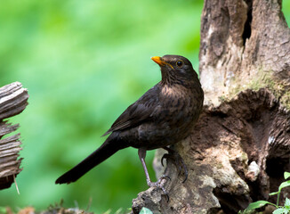 Merel, Common Blackbird, Turdus merula