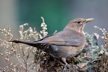 Merel, European Blackbird, Turdus merula