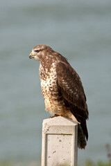 Buizerd, Common Buzzard, Buteo buteo
