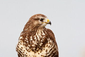 Buizerd, Common Buzzard, Buteo buteo