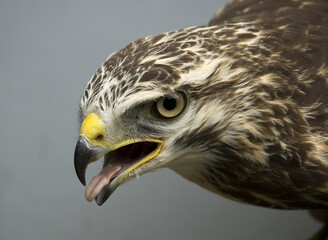 Common Buzzard, Buteo buteo, Buizerd