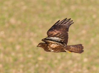 Buizerd, Common Buzzard, Buteo buteo