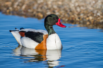 Brandgans (Tadorna tadorna) Männchen