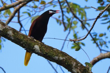 blackbird on a branch