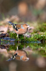 Vink, Common Chaffinch, Fringilla coelebs
