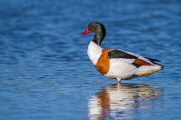 Brandgans (Tadorna tadorna) Männchen