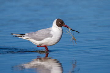 Lachmöwe (Larus ridibundus) mit Nistmaterial