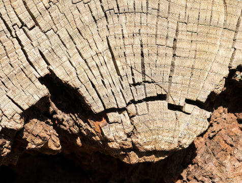 Deep Cracks On A Dry Shrunken Log