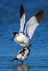 Säbelschnäbler (Recurvirostra avosetta) Paarung