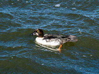 ホオジロガモ雄換羽中(Common Goldeneye)