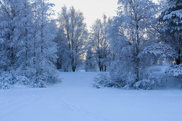 Russia, Karelia, Kostomuksha.The path goes between the trees. December 12, 2021.
