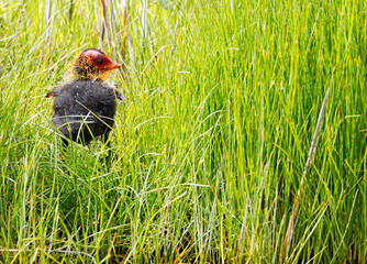 Eurasian Coot, Meerkoet, Fulica atra