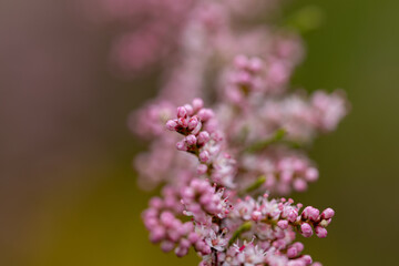 Obraz premium Pink flowers butterfly-bush buddleja. Detailed macro view.