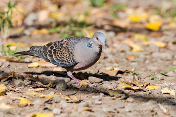 キジバト(Oriental turtle dove)