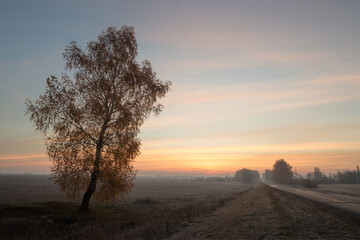 lonely tree by the road at dawn