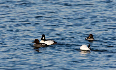 Brilduiker, Common Goldeneye, Bucephala clangula