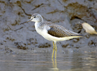 .Groenpootruiter; Greenshank; Tringa nebularia