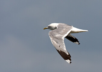 Stormmeeuw, Mew Gull, Larus canus