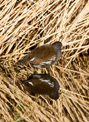 Waterhoen, Common Moorhen, Gallinula chloropus
