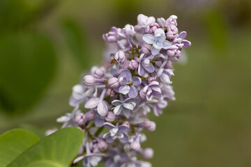 Fototapeta premium Purple lilac flower. Detailed macro view.