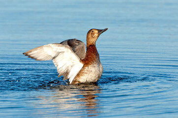 Common Pochard; Tafeleend; Aythya ferina