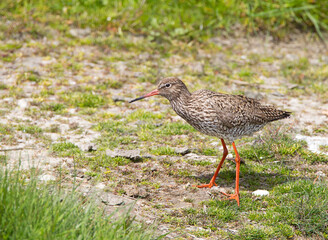 Tureluur, Common Redshank, Tringa totanus