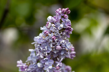 Purple lilac flower. Detailed macro view.