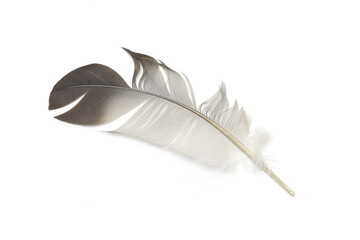 Black bird feather isolated on white background.
