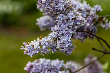 Purple lilac flower. Detailed macro view.