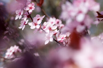 illuminated by sunlight fresh cherry blossoms