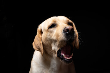 Portrait of a Labrador Retriever dog on an isolated black background.