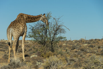 Giraffe spotting whilst on a South African safari