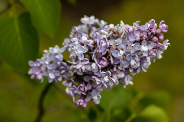 Purple lilac flower. Detailed macro view.