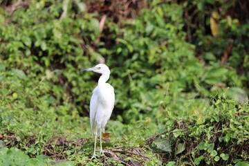 great white heron